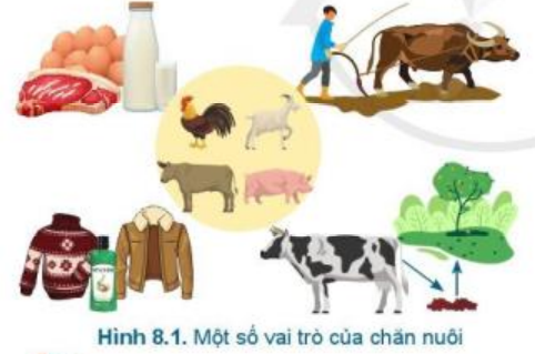 Giải Công nghệ 7 Bài 8: Giới thiệu chung về chăn nuôi - Cánh diều (ảnh 1)
