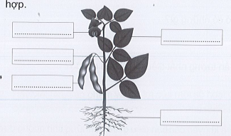 Vở bài tập Tự nhiên và xã hội lớp 3 trang 38, 39, 40, 41, 42 Bài 12: Các bộ phận của thực vật và chức năng của chúng - Cánh diều (ảnh 1)