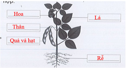 Vở bài tập Tự nhiên và xã hội lớp 3 trang 38, 39, 40, 41, 42 Bài 12: Các bộ phận của thực vật và chức năng của chúng - Cánh diều (ảnh 1)