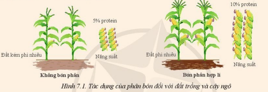 Giải Công nghệ 10 Bài 7: Một số loại phân bón thường dùng trong trồng trọt - Cánh diều (ảnh 1)