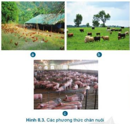 Giải Công nghệ 7 Bài 8: Giới thiệu chung về chăn nuôi - Cánh diều (ảnh 1)