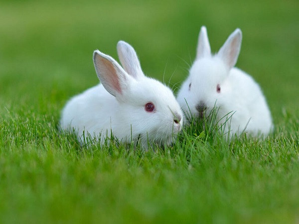 Tả con thỏ (30 mẫu) SIÊU HAY | Tập làm văn lớp 3