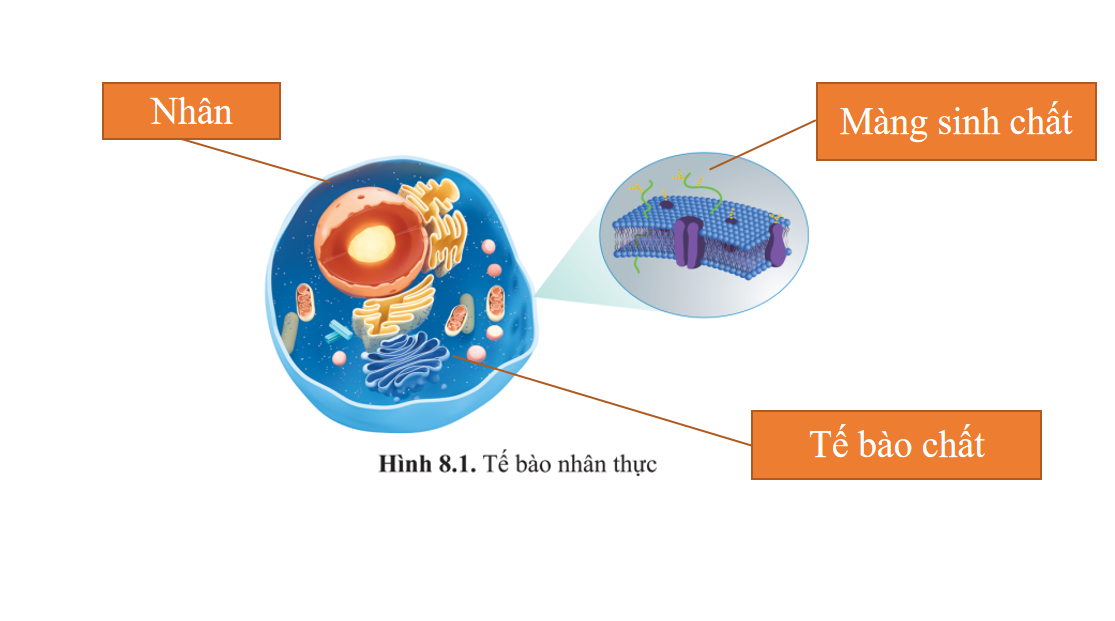 Giáo án điện tử Cấu trúc của tế bào nhân thực | Bài giảng PPT Sinh học 10 (ảnh 1)