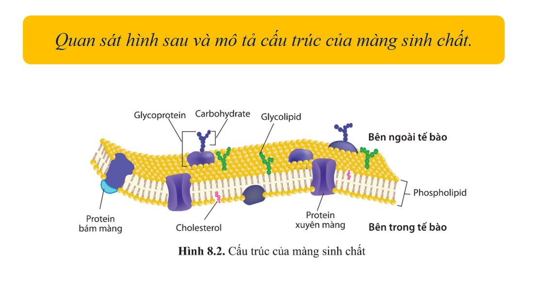 Giáo án điện tử Cấu trúc của tế bào nhân thực | Bài giảng PPT Sinh học 10 (ảnh 1)