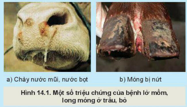 Lý thuyết Công nghệ 11 Bài 14 (Kết nối tri thức): Một số bệnh phổ biến ở trâu, bò và biện pháp phòng, trị (ảnh 1)