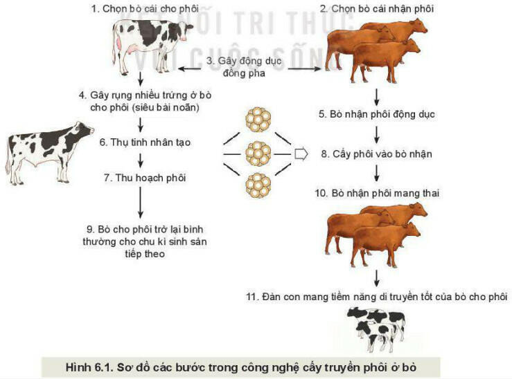 Lý thuyết Công nghệ 11 Bài 6 (Kết nối tri thức): Ứng dụng công nghệ sinh học trong chọn và nhân giống vật nuôi  (ảnh 1)