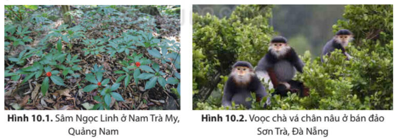 Lý thuyết Địa lí 8 Bài 10 (Kết nối tri thức): Sinh vật Việt Nam (ảnh 1)