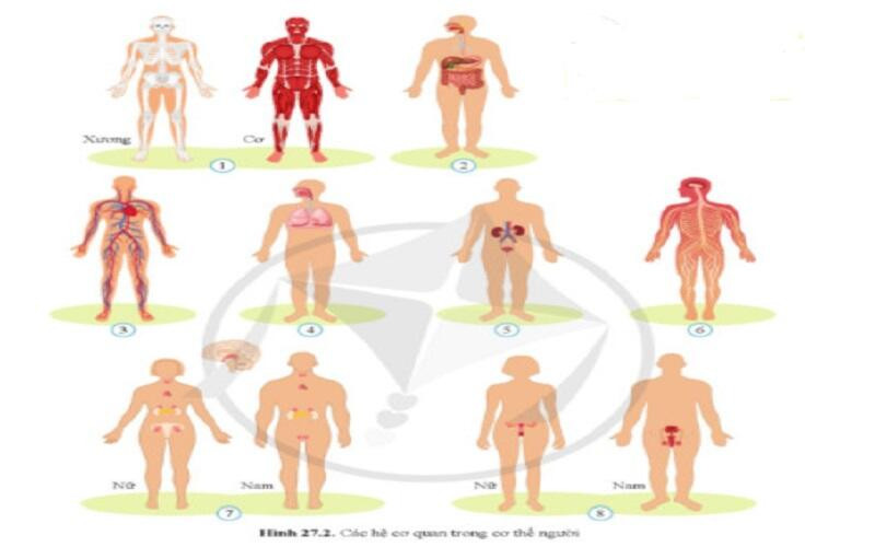 Lý thuyết KHTN 8 Bài 27 (Cánh diều): Khái quát về cơ thể người (ảnh 1)