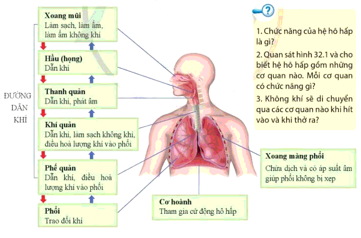 Lý thuyết KHTN 8 Bài 32 (Cánh diều): Hệ hô hấp ở người (ảnh 1)