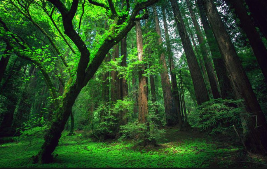 TOP 10 mẫu Tóm tắt Muối của rừng (2023) hay, ngắn gọn - Chân trời sáng tạo (ảnh 1)