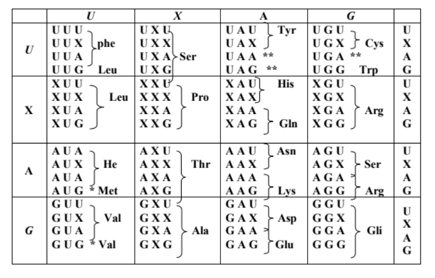 Công thức về Protein (tính số bộ ba mật mã, số axit amin, số liên kết peptit) và cách giải các dạng bài tập (2024) chi tiết nhất (ảnh 1)