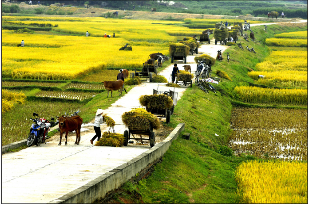 TOP 10 Đoạn văn Write a paragraph about what you like or dislikes about life in the countryside (siêu hay) (ảnh 1)