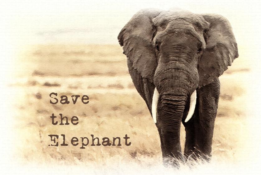 TOP 10 Đoạn văn Write a paragraph about Save the Elephants (siêu hay) (ảnh 1)