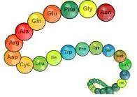 Lý thuyết Peptit và protein | Hóa học lớp 12 (ảnh 1)
