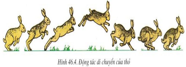 Lý thuyết Thỏ | Sinh học lớp 7 (ảnh 1)