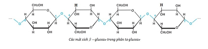 Lý thuyết Saccarozơ, tinh bột và xenlulozơ| Hóa học lớp 12 (ảnh 1)