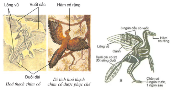 Lý thuyết Cây phát sinh giới động vật | Sinh học lớp 7 (ảnh 1)