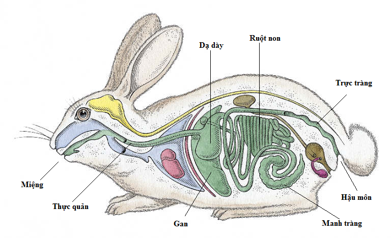 Lý thuyết Cấu tạo trong của Thỏ | Sinh học lớp 7 (ảnh 1)
