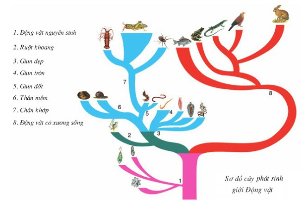Lý thuyết Cây phát sinh giới động vật | Sinh học lớp 7 (ảnh 1)