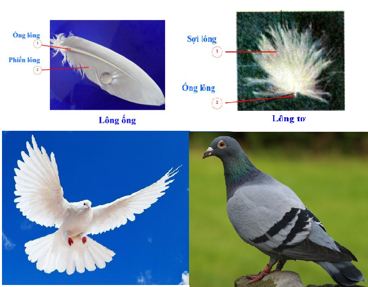 Lý thuyết Chim bồ câu | Sinh học lớp 7 (ảnh 1)