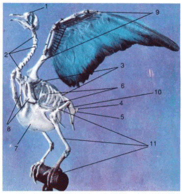 Lý thuyết Thực hành: Quan sát bộ xương, mẫu mổ chim bồ câu | Sinh học lớp 7 (ảnh 1)