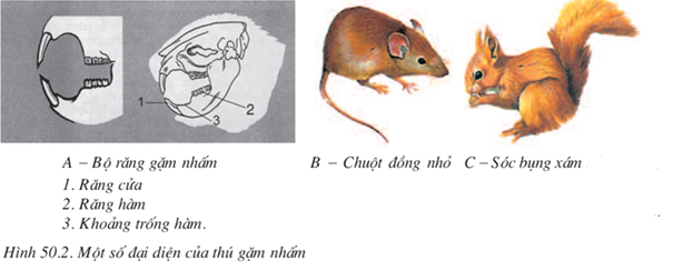 Lý thuyết Đa dạng của lớp thú (tiếp theo), Bộ ăn sâu bọ, Bộ gặm nhấm, Bộ ăn thịt | Sinh học lớp 7 (ảnh 1)