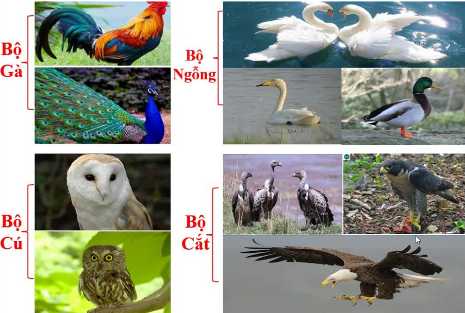 Lý thuyết Đa dạng và đặc điểm chung của lớp chim  | Sinh học lớp 7 (ảnh 1)
