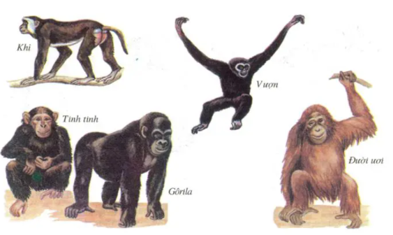 Lý thuyết Đa dạng của lớp thú (tiếp theo), Các bộ móng guốc và Bộ linh trưởng | Sinh học lớp 7 (ảnh 1)