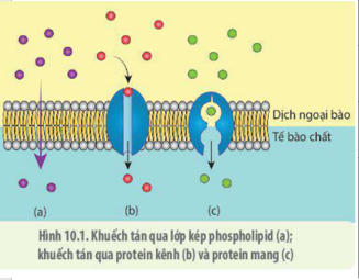 Lý thuyết Sinh học 10 Bài 10 (Kết nối tri thức): Trao đổi chất qua màng tế bào (ảnh 1)