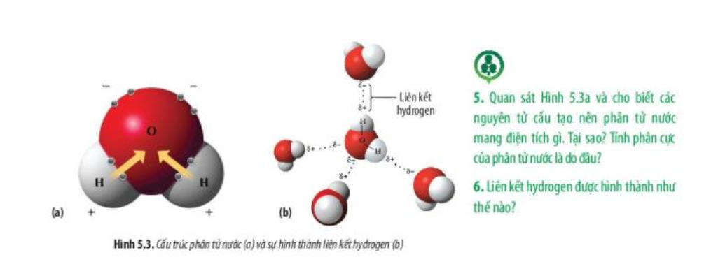 Giải Sinh học 10 Bài 5: Các nguyên tố hóa học và nước - Chân trời sáng tạo (ảnh 1)