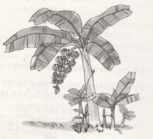 Vở bài tập Tiếng Việt lớp 5 trang 54, 55 Tập làm văn - Ôn tập về tả cây cối (ảnh 1)