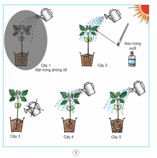 Khoa học lớp 4 Bài 57: Thực vật cần gì để sống? (ảnh 1)