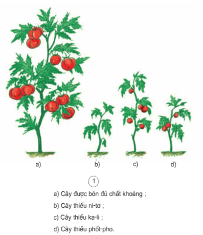 Khoa học lớp 4 Bài 59: Nhu cầu chất khoáng của thực vật (ảnh 1)