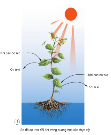 Khoa học lớp 4 Bài 60: Nhu cầu không khí của thực vật (ảnh 1)