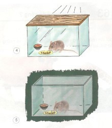 Khoa học lớp 4 Bài 62: Động vật cần gì để sống? (ảnh 1)