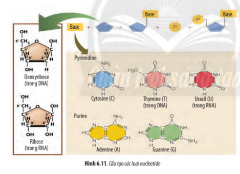Giải Sinh học 10 Bài 6: Các phân tử sinh học trong tế bào - Chân trời sáng tạo (ảnh 1)