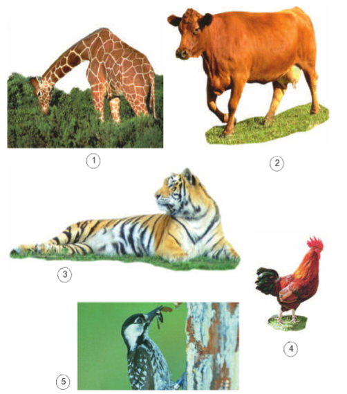Khoa học lớp 4 Bài 63: Động vật ăn gì để sống? (ảnh 1)