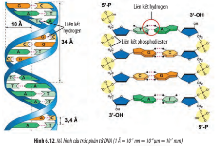 Giải Sinh học 10 Bài 6: Các phân tử sinh học trong tế bào - Chân trời sáng tạo (ảnh 1)