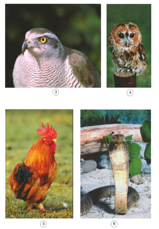 Khoa học lớp 4 Bài 67-68: Ôn tập: Thực vật và động vật (ảnh 1)