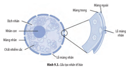 Giải Sinh học 10 Bài 9: Tế bào nhân thực - Chân trời sáng tạo (ảnh 1)