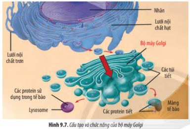 Giải Sinh học 10 Bài 9: Tế bào nhân thực - Chân trời sáng tạo (ảnh 1)
