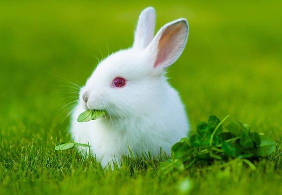 TOP 22 mẫu Giới thiệu về loài thỏ (2024) SIÊU HAY (ảnh 1)