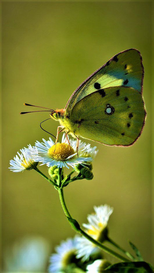 TOP 11 mẫu Tả con bướm (2024) SIÊU HAY (ảnh 1)
