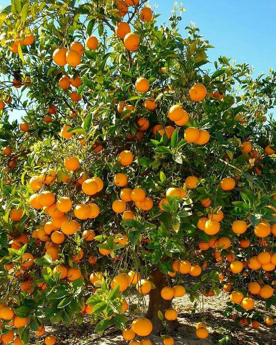 TOP 16 mẫu Tả cây cam em yêu thích (2024) SIÊU HAY (ảnh 1)