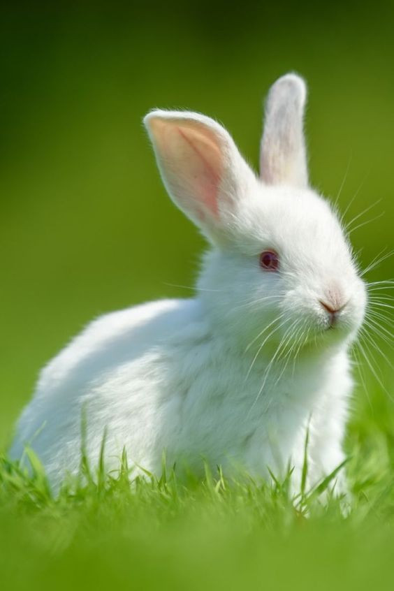 TOP 22 mẫu Giới thiệu về loài thỏ (2024) SIÊU HAY (ảnh 1)