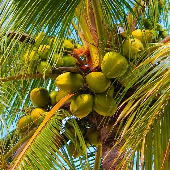 TOP 12 mẫu Tả cây dừa mà em thích (2024) SIÊU HAY (ảnh 1)