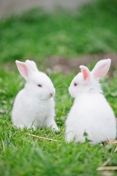 TOP 30 mẫu Tả con thỏ (2024) SIÊU HAY (ảnh 1)