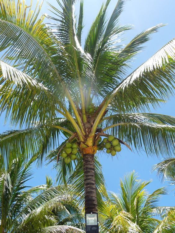 TOP 12 mẫu Tả cây dừa mà em thích (2024) SIÊU HAY (ảnh 1)