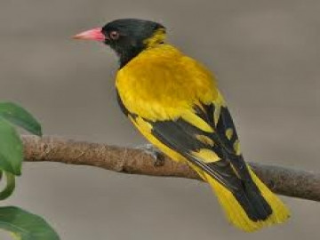 TOP 10 mẫu Viết một đoạn văn đề xuất cách bảo vệ các loài chim hay nhất (ảnh 1)
