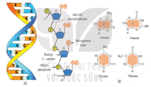 Giải Sinh học 10 Bài 5: Các phân tử sinh học (ảnh 1)